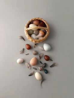 A Dozen Wooden Bird Eggs - Moon Picnic